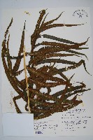 大葉毛蕨藏品圖，第1張