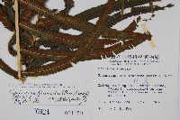 大葉毛蕨藏品圖，第2張