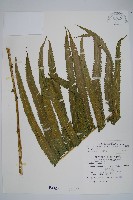 大葉毛蕨藏品圖，第1張