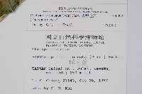 大葉毛蕨藏品圖，第2張