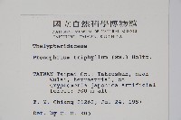 新月蕨藏品圖，第2張