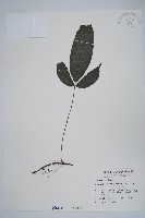 新月蕨藏品圖，第1張