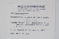 新月蕨藏品圖，第2張