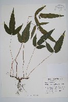 新月蕨藏品圖，第1張