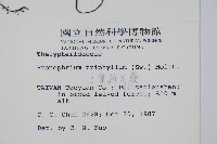 新月蕨藏品圖，第2張