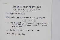 新月蕨藏品圖，第2張