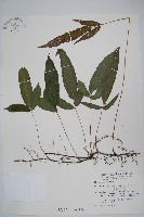 新月蕨藏品圖，第3張