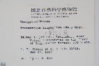 新月蕨藏品圖，第4張