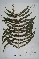 斜葉金星蕨藏品圖，第1張