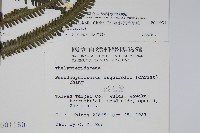 斜葉金星蕨藏品圖，第2張