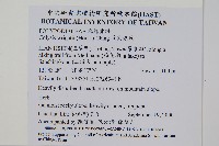 斜葉金星蕨藏品圖，第2張