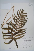 斜葉金星蕨藏品圖，第3張