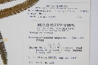 斜葉金星蕨藏品圖，第4張