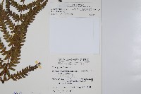 毛囊紫柄蕨藏品圖，第2張