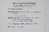 光囊紫柄蕨藏品圖，第2張