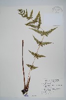 光囊紫柄蕨藏品圖，第1張