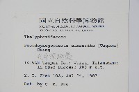 光囊紫柄蕨藏品圖，第2張