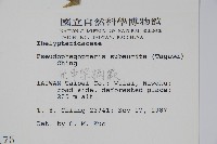 光囊紫柄蕨藏品圖，第2張