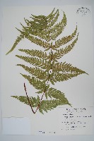 光囊紫柄蕨藏品圖，第1張