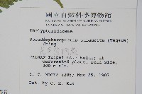 光囊紫柄蕨藏品圖，第2張