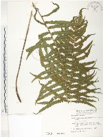 台灣毛蕨、台灣圓腺蕨藏品圖，第1張