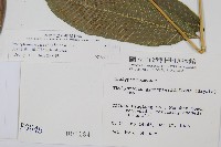 大羽葉新月蕨藏品圖，第2張