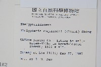 斜葉金星蕨藏品圖，第2張