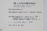 斜葉金星蕨藏品圖，第2張