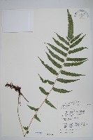 梳毛蕨藏品圖，第1張