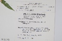 梳毛蕨藏品圖，第2張