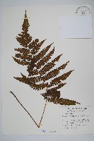 栗柄金星蕨藏品圖，第1張