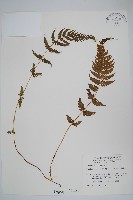 登錄號:P000955藏品圖，第1張