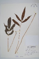 登錄號:P000956藏品圖，第1張