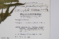 蘭嶼大葉毛蕨藏品圖，第2張