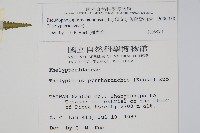 毛囊紫柄蕨藏品圖，第2張