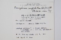 頂芽新月蕨藏品圖，第2張