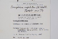 頂芽新月蕨藏品圖，第2張