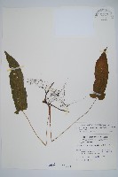 單葉新月蕨藏品圖，第1張