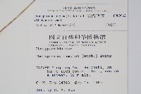 單葉新月蕨藏品圖，第2張