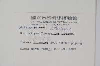 臺灣車前蕨藏品圖，第2張
