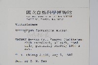 臺灣車前蕨藏品圖，第2張