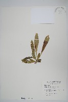 臺灣車前蕨藏品圖，第1張