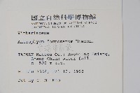 臺灣車前蕨藏品圖，第2張