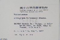 臺灣車前蕨藏品圖，第2張