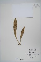 臺灣車前蕨藏品圖，第1張