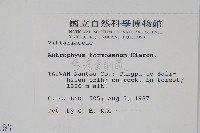 臺灣車前蕨藏品圖，第2張