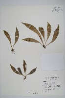 臺灣車前蕨藏品圖，第1張