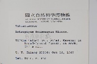 臺灣車前蕨藏品圖，第2張