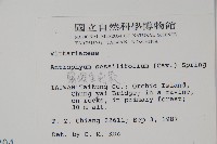 蘭嶼車前蕨藏品圖，第2張
