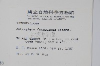 臺灣車前蕨藏品圖，第2張